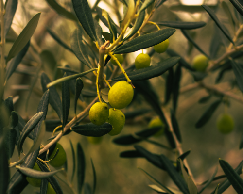 Organic olives growing on branch